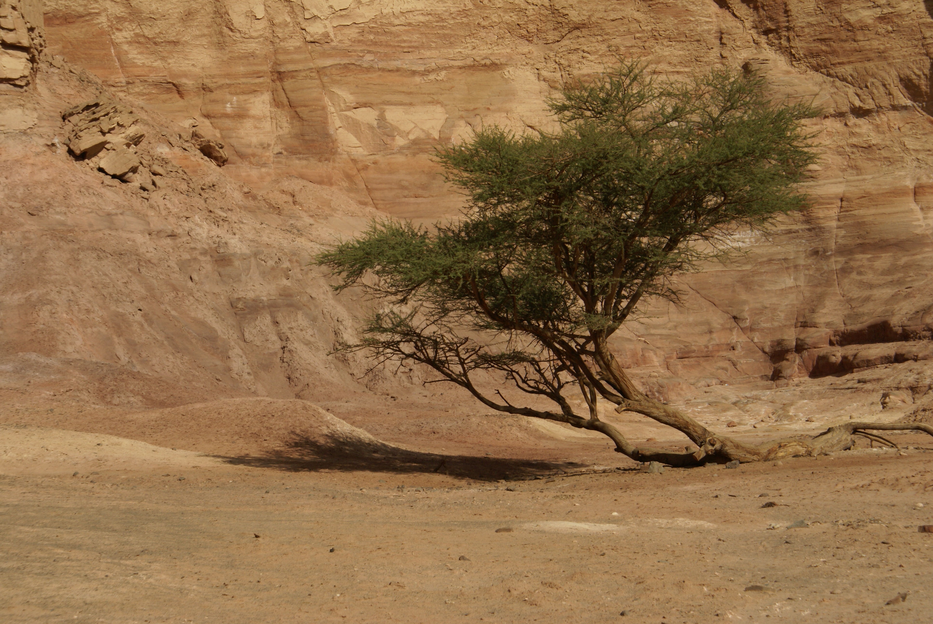 Acacia tortilis tree standing alone in the Sinai desert against a clear sky, its flat canopy spreading wide over sandy ground