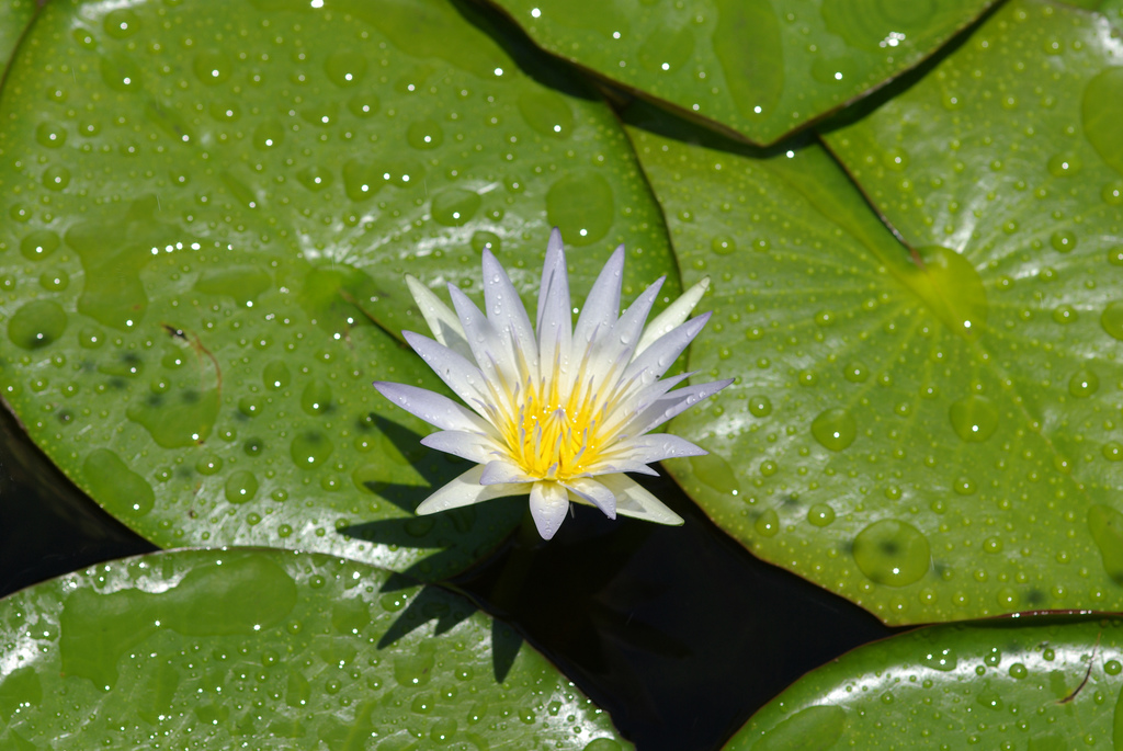 Blue lotus flower (Nymphaea caerulea) in bloom, showing vivid blue-purple petals radiating from a yellow center