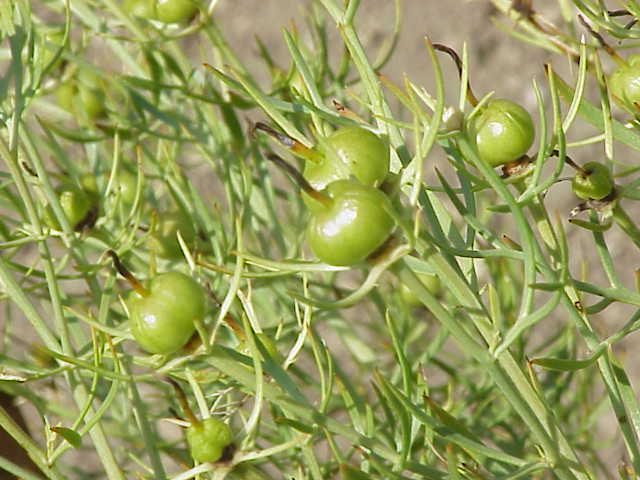 Syrian rue (Peganum harmala) plant showing white flowers with five petals against green foliage
